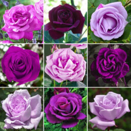 Gardeners Dream Purple Rose - Outdoor Plant, Stunning Colour, Ideal For Gardens, Compact Size - thumbnail 1