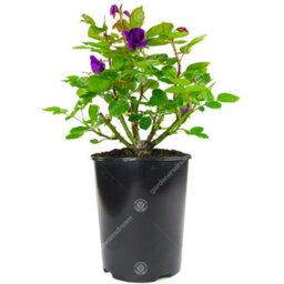 Gardeners Dream Purple Rose - Outdoor Plant, Stunning Colour, Ideal For Gardens, Compact Size - thumbnail 2