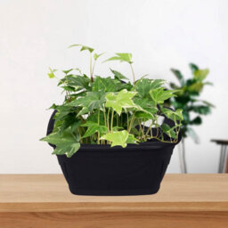 31Cm Wall Hanging Planter Plastic Venetian Flower Plant Pot Black Garden Basket - thumbnail 3