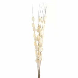 Hill Interiors Bouquet Of Dried Thlaspi Arvense Artificial Plant - L16 X W16 X H120 Cm - White - thumbnail 2