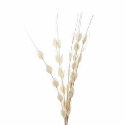 Hill Interiors Bouquet Of Dried Thlaspi Arvense Artificial Plant - L16 X W16 X H120 Cm - White - thumbnail 3