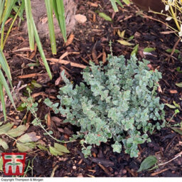 Thompson & Morgan Decorative Garden Bark 1 X 80 Litre Bag - Ideal For Adding A Professional Touch To Beds Borders Containers And Ground Cover - thumbnail 3