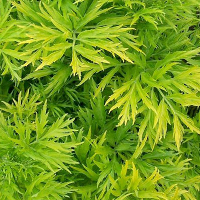 Gardeners Dream Sambucus Golden Tower Garden Plant - Golden Foliage, Pink Flowers, Hardy (15-30Cm Height Including Pot)