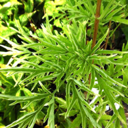 Gardeners Dream Sambucus Golden Tower Garden Plant - Golden Foliage, Pink Flowers, Hardy (15-30Cm Height Including Pot) - thumbnail 5