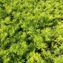 Gardeners Dream Sambucus Golden Tower Garden Plant - Golden Foliage, Pink Flowers, Hardy (15-30Cm Height Including Pot) - thumbnail 2