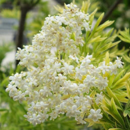 Gardeners Dream Sambucus Golden Tower Garden Plant - Golden Foliage, Pink Flowers, Hardy (15-30Cm Height Including Pot) - thumbnail 4