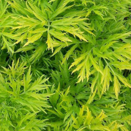 Gardeners Dream Sambucus Golden Tower Garden Plant - Golden Foliage, Pink Flowers, Hardy (15-30Cm Height Including Pot) - thumbnail 1