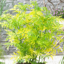 Gardeners Dream Sambucus Golden Tower Garden Plant - Golden Foliage, Pink Flowers, Hardy (15-30Cm Height Including Pot) - thumbnail 3