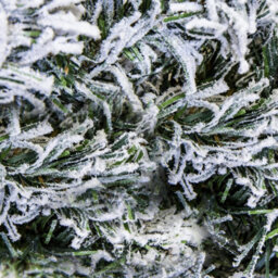 Christmas Tree World 270Cm (9Ft/270Cm) Flocked Arbor Vitae Garland - thumbnail 3