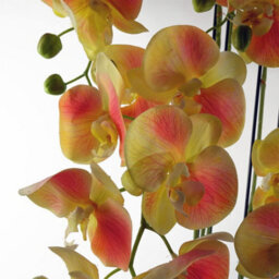 Leaf 110Cm Large Yellow Peach Orchid Plant - Artifcial - 41 Real Touch Flowers - thumbnail 4