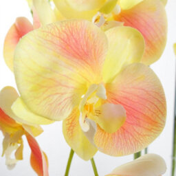 Leaf 110Cm Large Yellow Peach Orchid Plant - Artifcial - 41 Real Touch Flowers - thumbnail 3