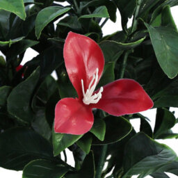 True Products Artificial Red Flower Branch 26Cm - thumbnail 3