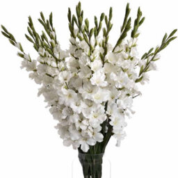 Hill Interiors Gladioli Artificial Flower - Fabric/plastic - L6 X W11 X H108 Cm - White - thumbnail 6