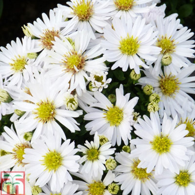 Thompson & Morgan Aster Snow Cushion 1 Litre Potted Plant X 1
