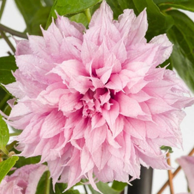 Gardeners Dream Clematis Multi Pink - Pink Blooms, Climbing Vine, Morning Sun (20-30Cm Height Including Pot) - image 1