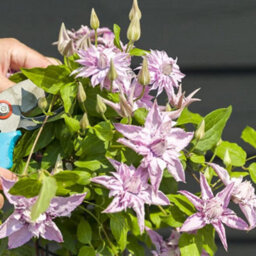 Gardeners Dream Clematis Multi Pink - Pink Blooms, Climbing Vine, Morning Sun (20-30Cm Height Including Pot) - thumbnail 3