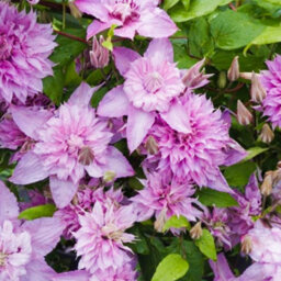 Gardeners Dream Clematis Multi Pink - Pink Blooms, Climbing Vine, Morning Sun (20-30Cm Height Including Pot) - thumbnail 2