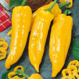 Marshalls Garden Sweet Pepper 'corno De Toro Yellow' Bull's Horn For Pots And Patio 6 X 9Cm - thumbnail 1