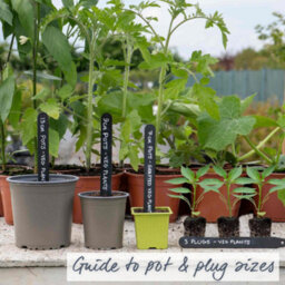 Marshalls Garden Sweet Pepper 'corno De Toro Yellow' Bull's Horn For Pots And Patio 6 X 9Cm - thumbnail 3