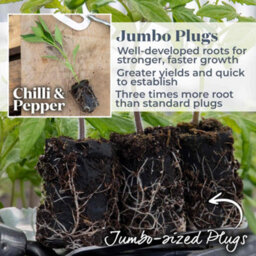 Marshalls Garden Sweet Pepper 'corno De Toro Yellow' Bull's Horn For Pots And Patio 6 X 9Cm - thumbnail 2