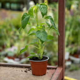 Marshalls Garden Sweet Pepper 'corno De Toro Yellow' Bull's Horn For Pots And Patio 6 X 9Cm - thumbnail 4