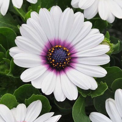 Plant Theory Set Of 3 Akila White Purple Eye African Daisy Bedding Osteospermum In 9Cm Pots