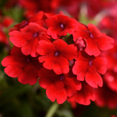 Gardeners Dream Verbena Quartz Scarlet Colourful Flowering Bedding Plants For Sale - 6 Pack - image 1