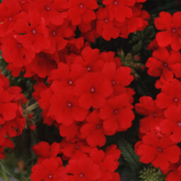 Gardeners Dream Verbena Quartz Scarlet Colourful Flowering Bedding Plants For Sale - 6 Pack - thumbnail 3