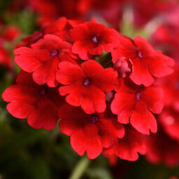 Gardeners Dream Verbena Quartz Scarlet Colourful Flowering Bedding Plants For Sale - 6 Pack - thumbnail 1