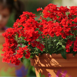 Gardeners Dream Verbena Quartz Scarlet Colourful Flowering Bedding Plants For Sale - 6 Pack - thumbnail 4