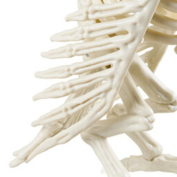 Living And Home Spooky Owl Skeleton Figurine Plastic Bone Statue Realistic Owl Skeleton For Halloween Decor - thumbnail 7