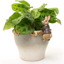 Jardinopia Pot Buddies Plant Pot Ornament - Beatrix Potter - Benjamin Bunny - thumbnail 2