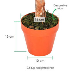 Homescapes Artificial Green Handcrafted Ficus Topiary Tree With Pot, 125 Cm (4 Ft) - thumbnail 3