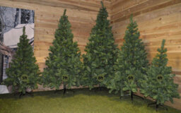 Samuel Alexander 7Ft (2.1M) Imperial Pine Christmas Tree With 770 Tips And Metal Stand - thumbnail 3