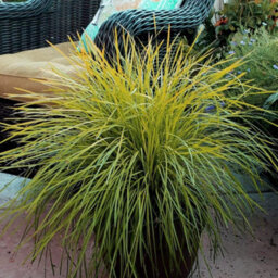 Lomandra Miners Gold Golden Foliage Drought-Resistant Low-Maintenance 1X Or 3X 9Cm Pots Thompson & Morgan - thumbnail 2