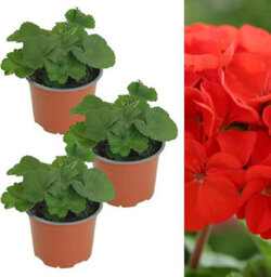 Carbeth Plants 3 X Geranium Bright Red Plant In 13Cm Pot - Summer Bedding Pelargonium Garden Ready For Hanging Baskets, Window Boxes & Pots - thumbnail 1
