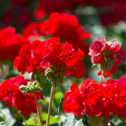 Carbeth Plants 3 X Geranium Bright Red Plant In 13Cm Pot - Summer Bedding Pelargonium Garden Ready For Hanging Baskets, Window Boxes & Pots - thumbnail 2