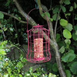 Nut Feeder With Squirrel Guard - Red Bird Feeder - thumbnail 3