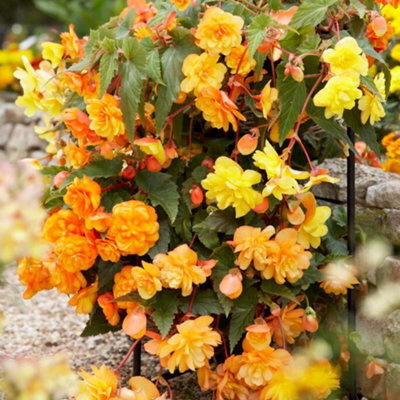 You Garden Yougarden Begonia 'apricot Fiery Shades' Bedding Plants, 30 Garden Ready Plugs For Handing Baskets Or Flower Beds, Begonia Peren - image 1