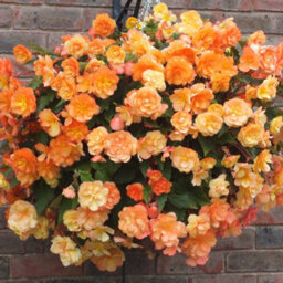 You Garden Yougarden Begonia 'apricot Fiery Shades' Bedding Plants, 30 Garden Ready Plugs For Handing Baskets Or Flower Beds, Begonia Peren - thumbnail 6
