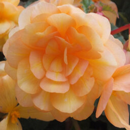 You Garden Yougarden Begonia 'apricot Fiery Shades' Bedding Plants, 30 Garden Ready Plugs For Handing Baskets Or Flower Beds, Begonia Peren - thumbnail 8