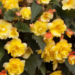 You Garden Yougarden Begonia 'apricot Fiery Shades' Bedding Plants, 30 Garden Ready Plugs For Handing Baskets Or Flower Beds, Begonia Peren - thumbnail 5