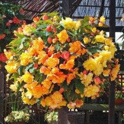 You Garden Yougarden Begonia 'apricot Fiery Shades' Bedding Plants, 30 Garden Ready Plugs For Handing Baskets Or Flower Beds, Begonia Peren - thumbnail 2