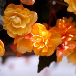 You Garden Yougarden Begonia 'apricot Fiery Shades' Bedding Plants, 30 Garden Ready Plugs For Handing Baskets Or Flower Beds, Begonia Peren - thumbnail 7