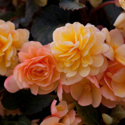 You Garden Yougarden Begonia 'apricot Fiery Shades' Bedding Plants, 30 Garden Ready Plugs For Handing Baskets Or Flower Beds, Begonia Peren - thumbnail 4