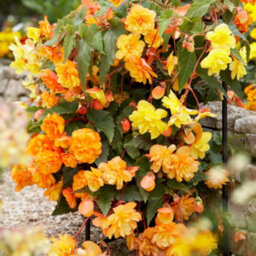 You Garden Yougarden Begonia 'apricot Fiery Shades' Bedding Plants, 30 Garden Ready Plugs For Handing Baskets Or Flower Beds, Begonia Peren - thumbnail 1
