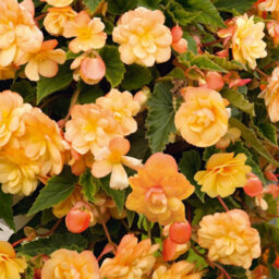 You Garden Yougarden Begonia 'apricot Fiery Shades' Bedding Plants, 30 Garden Ready Plugs For Handing Baskets Or Flower Beds, Begonia Peren - thumbnail 3