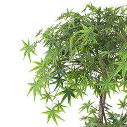 Leaf 150Cm Artificial Japanese Maple Tree Green - thumbnail 5