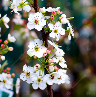 Gardeners Dream Pyrus Chanticleer Tree - Vibrant Autumn Foliage, White Flowers, Hardy (5-6Ft) - image 1