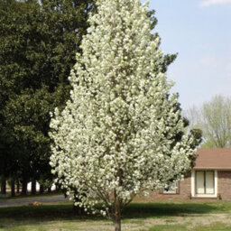 Gardeners Dream Pyrus Chanticleer Tree - Vibrant Autumn Foliage, White Flowers, Hardy (5-6Ft) - thumbnail 3